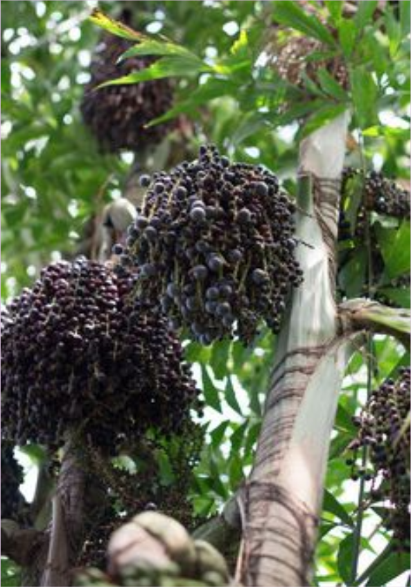 palmera açai